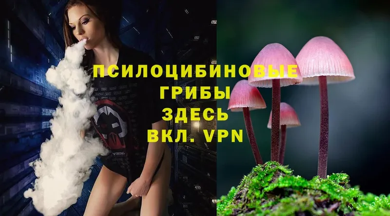 Псилоцибиновые грибы Psilocybe  Всеволожск 